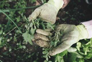 Van je Tuin een Oase Maken