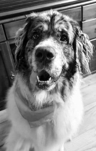 Onvoorwaardelijke Liefde van Huisdieren