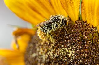Natuurlijke Supplementen tegen Hooikoorts